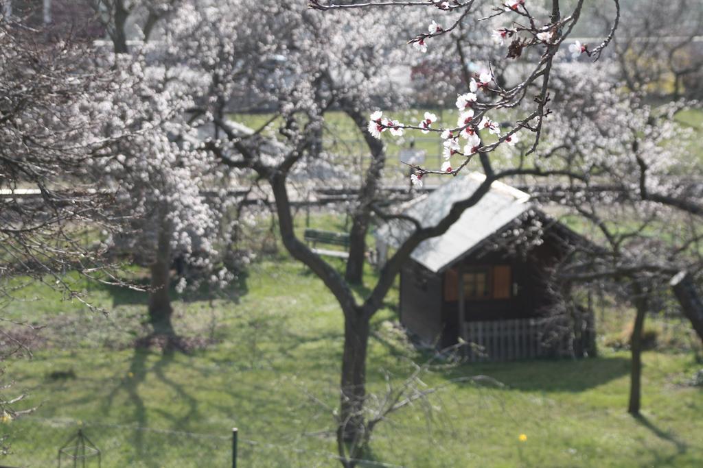 Donauwirt - Garni Weißenkirchen in der Wachau